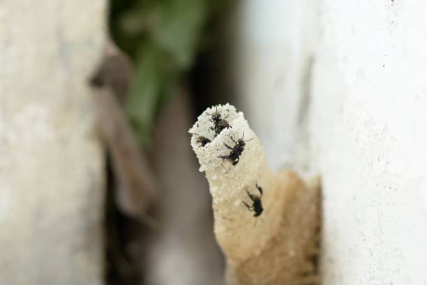 istock Stingless bee (Meliponini) is a bee-like insect. But the difference is not sting . 881425128