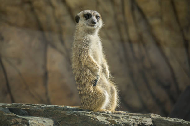 istock Cute surakat standing in the desert 881427520