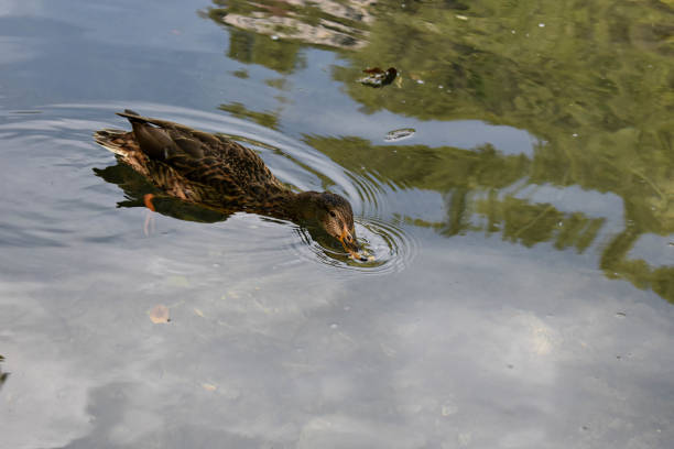 istock Little duck swims on the surface of water. 881429696
