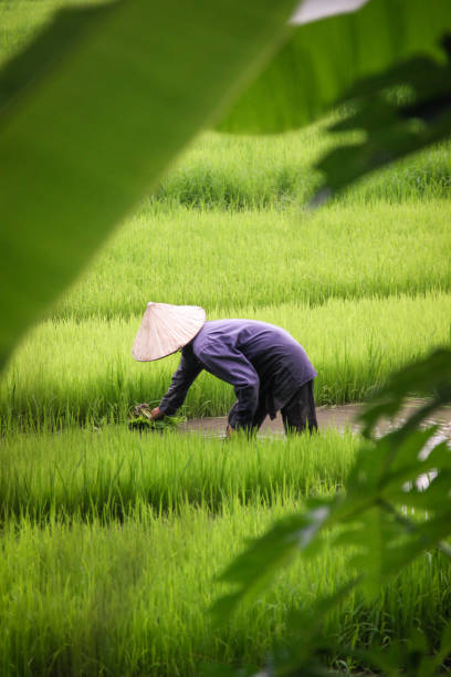 istock Rice Farmer in Vietnamese Rice Field 881433572