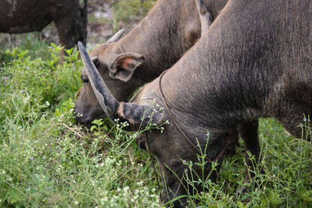 istock Water Buffalo in Vietnam Rice Fields 881433748