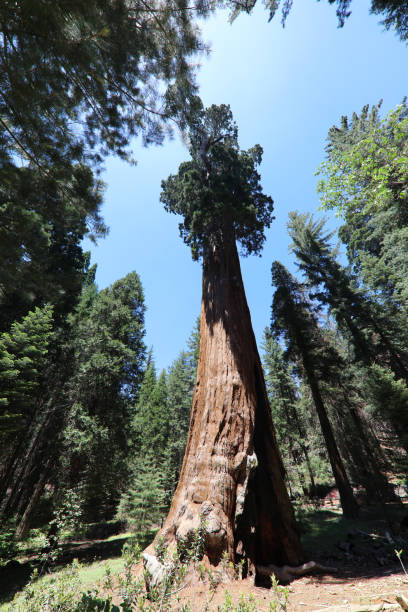 istock Giant Sequioa Trees in Sequioa National Park. California. USA 881439680