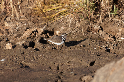 A three banded plover or three banded sandplover (Charadrius tricollaris) on a mudflat of a river.