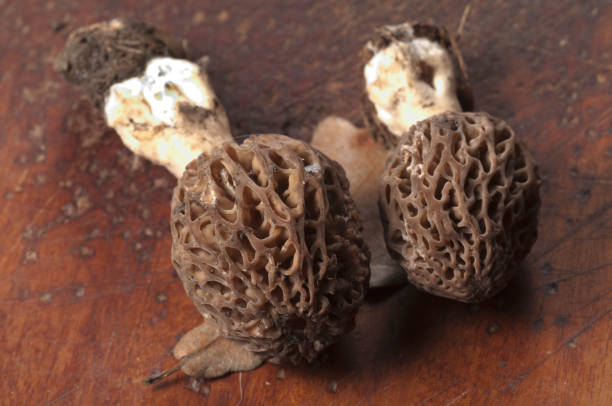 istock Morel fungus close up shot 881442470