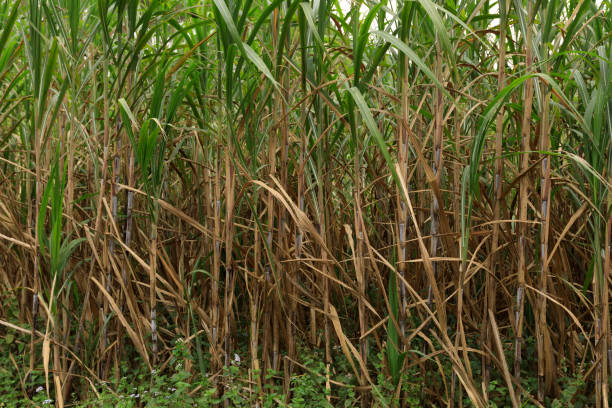 istock Sugarcane plants growing at field 881442710