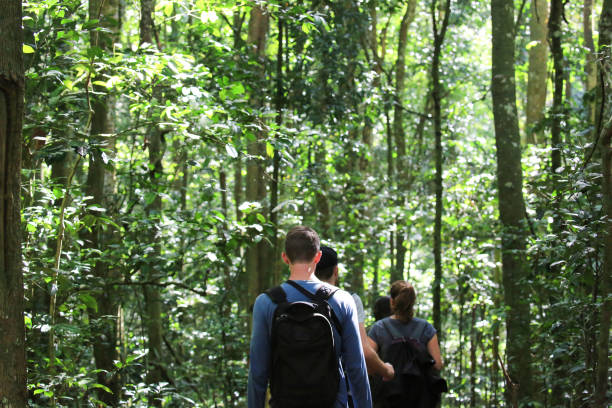 schimpanse im kibale forest, uganda tracking - wildlife tracking tag stock-fotos und bilder