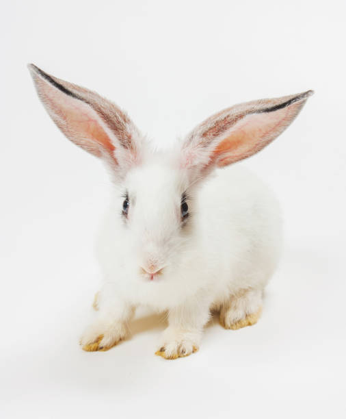 istock Happy New Year of rabbit 881456498