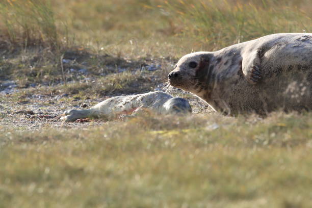 istock Grey Seal Giving Birth To Pup (Halichoerus grypus) Helgoland Germany 881456592