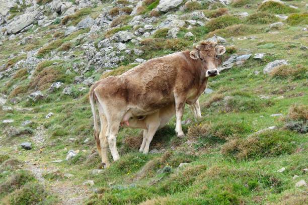 istock Calf is drinking mother's milk on a mountain slope 881459798