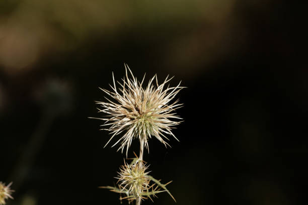 Heads of the thistle Echinops macrochaetus, an African species.