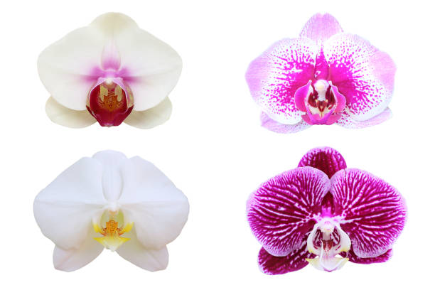 istock orchid flower isolated on white background 881460212
