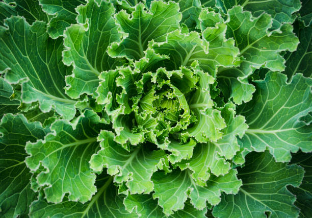 istock Beautiful cauliflower in the garden 881461032