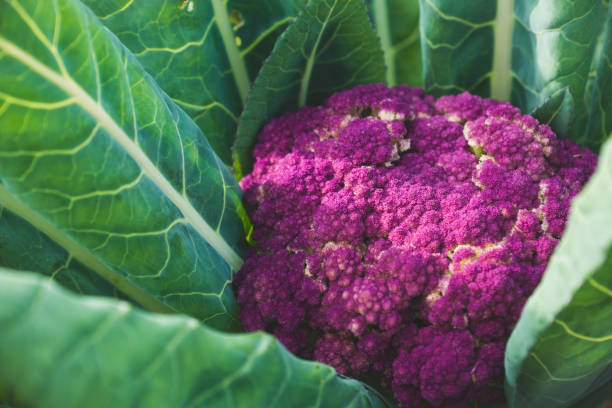 istock Beautiful cauliflower in the garden 881461044
