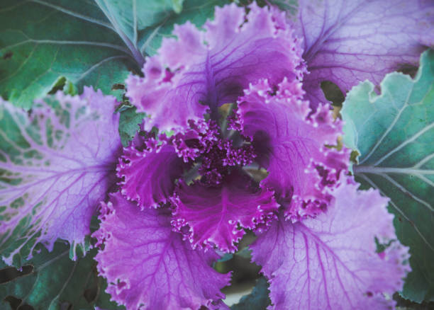 istock Beautiful cauliflower in the garden 881461080
