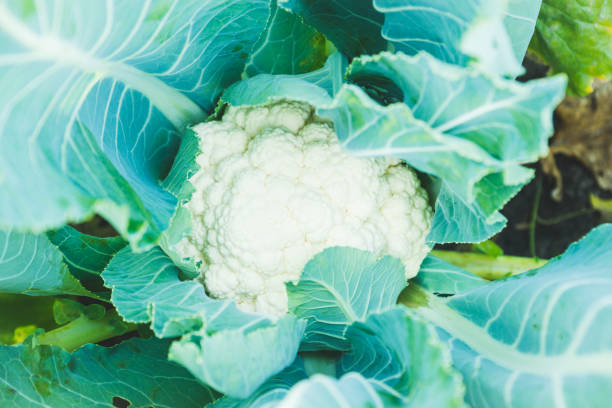 istock Beautiful cauliflower in the garden 881461102