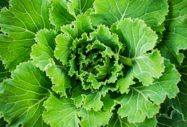 istock Beautiful cauliflower in the garden 881461116