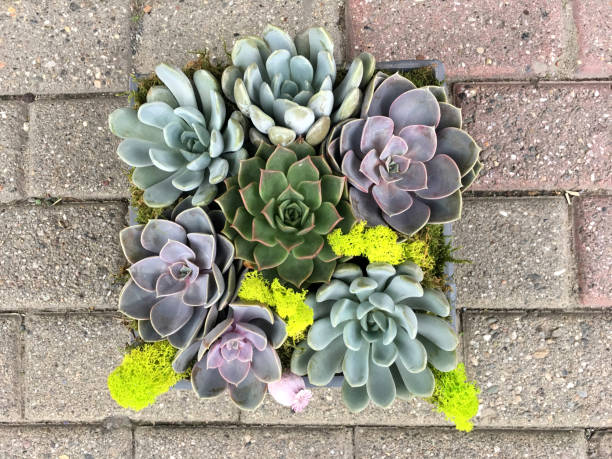 istock Succulent plant flower 881463602