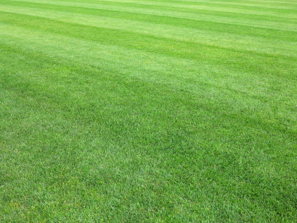 istock perfect lawn green grass background 881463952