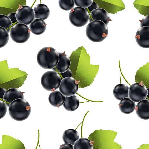 illustrations, cliparts, dessins animés et icônes de motif de fond réaliste détaillée des baies noires mûres groseilles. vector - berry fruit currant dessert vector