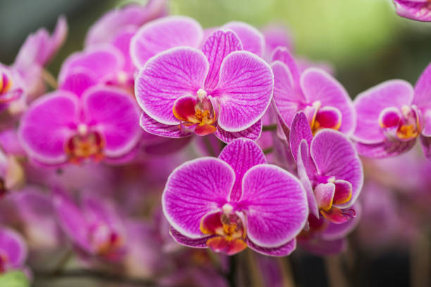 istock Orchid Flowers in the garden 881467004