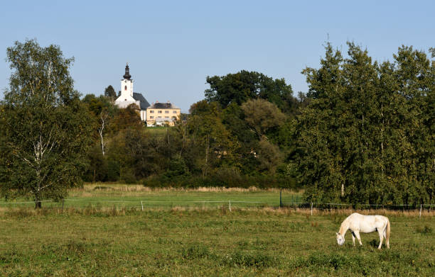 istock White horse grazing 881471456
