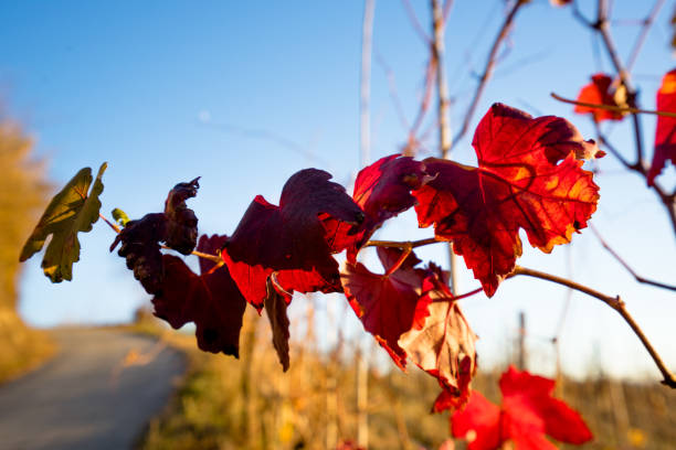 Autumn leaves on the sun.