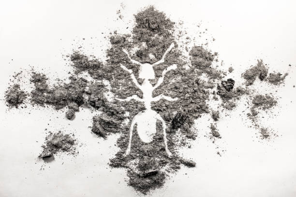 ant or termite silhouette drawing made in ash - colony swarm of insects pest animal imagens e fotografias de stock
