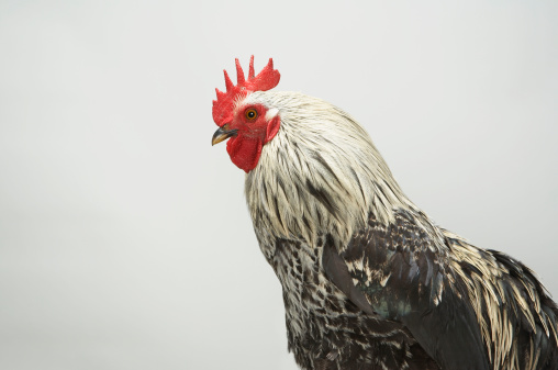 A very sharp rooster photo taken with a macro lens