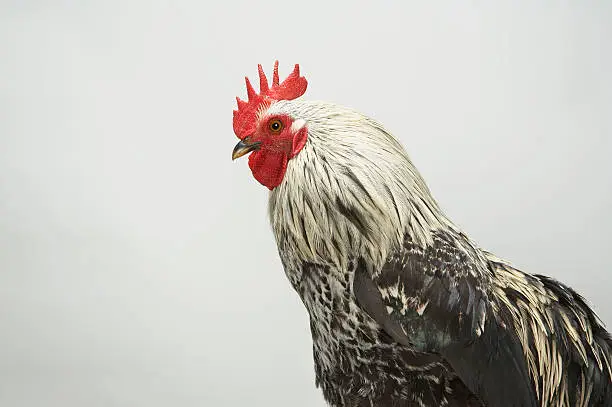 Photo of Portrait of cockerel
