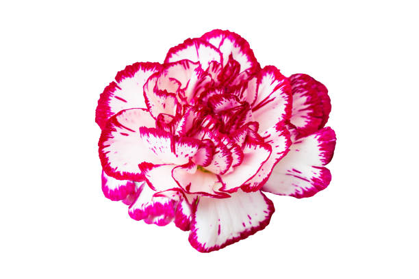 istock Flower white carnations with a purple tint isolate 881478124