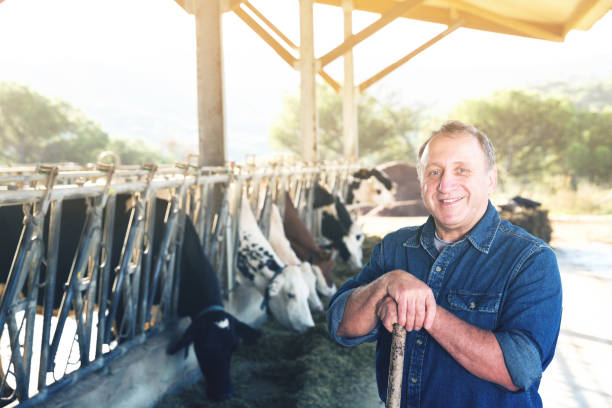 istock Smiling male farmer on cows farm 881478472