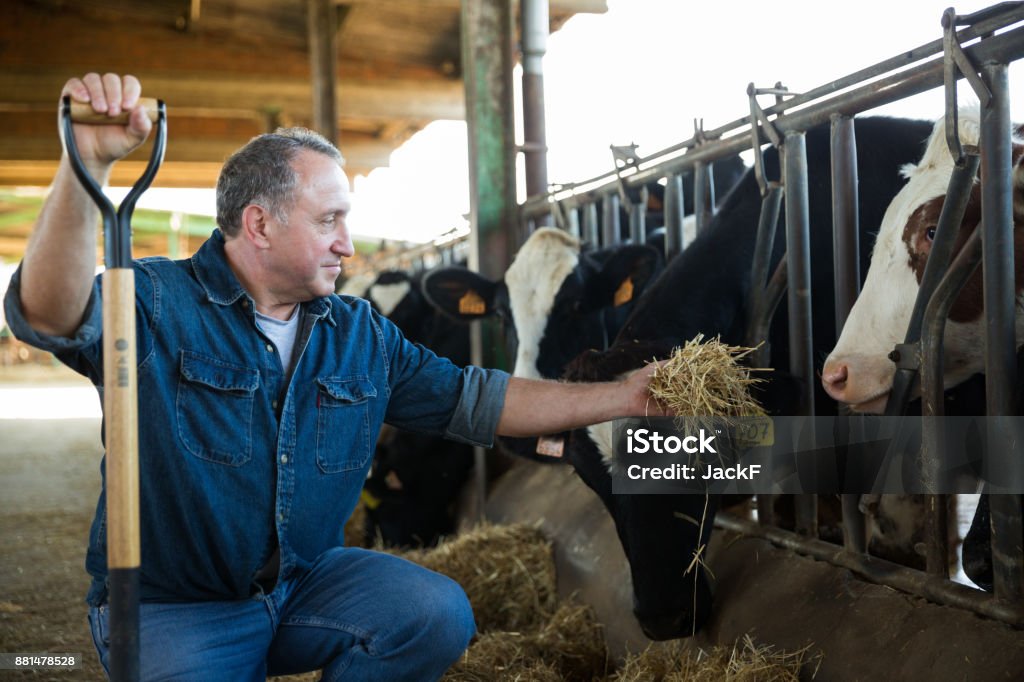 Agriculteur adulte est debout sur son lieu de travail et alimentation des vaches - Photo de Bovin libre de droits