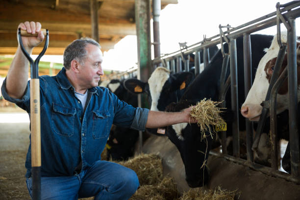 istock Adult farmer is standing at her workplace and feeding cows 881478528
