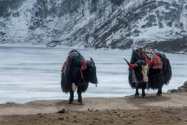 istock Decorated yaks front of Tsomgo Lake. 881478550