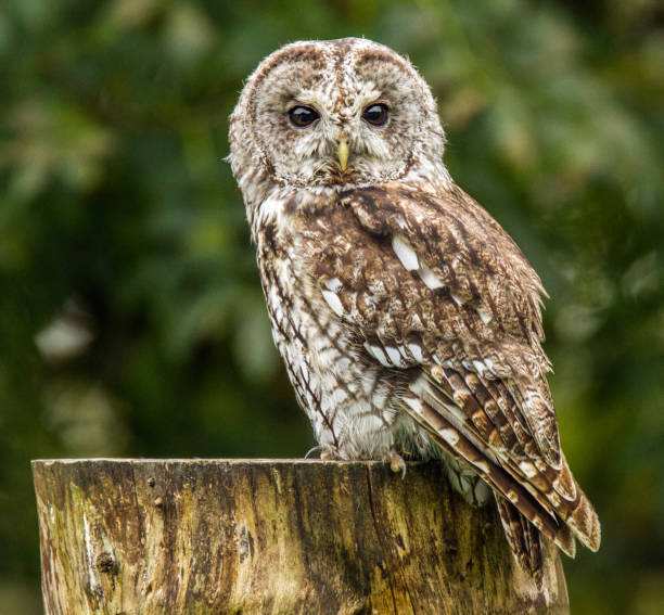 tawny owl. - night perching owl imagens e fotografias de stock