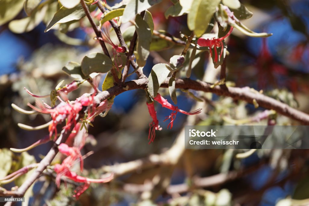 Flowers of Plicosepalus acacia Flowers of Plicosepalus acacia, a parasitic bush on acacia trees in Africa. Acacia Tree Stock Photo