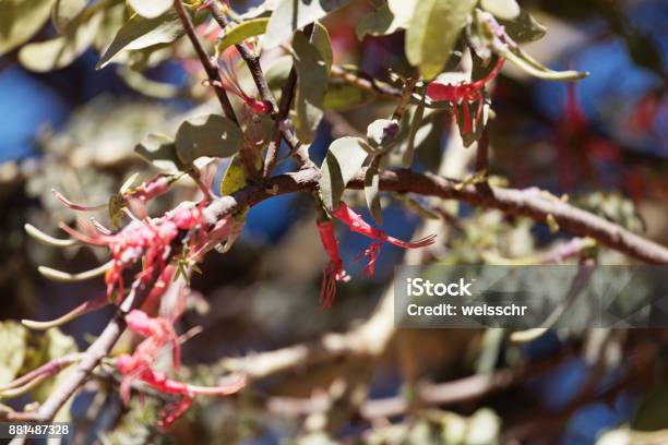Flowers Of Plicosepalus Acacia Stock Photo - Download Image Now - Acacia Tree, Africa, Beauty