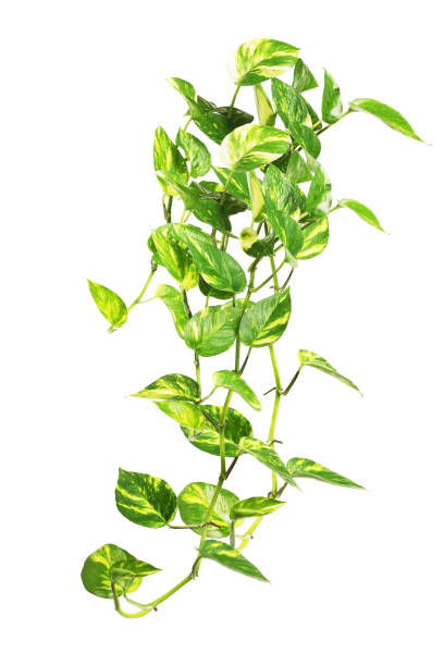 istock Hanging Money Plant on White 881487904