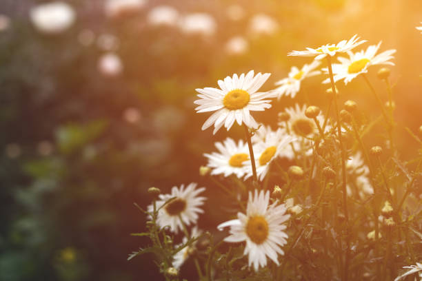 istock Tender daisies in the summertime 881494474