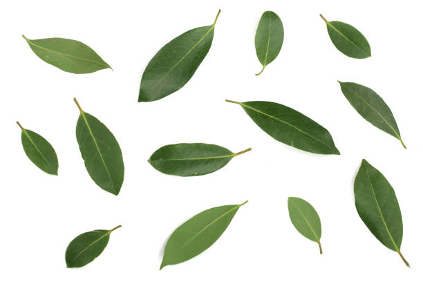 istock laurel isolated on white background. Fresh bay leaves. Top view. Flat lay pattern 881494600