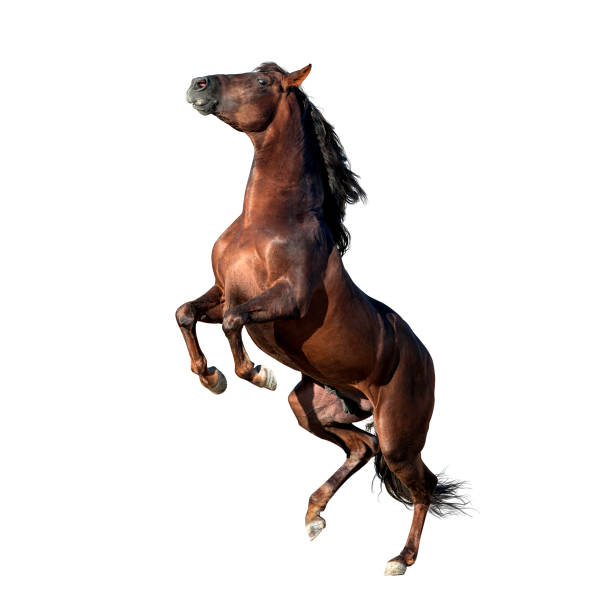 brown andalusian horse isolated on white