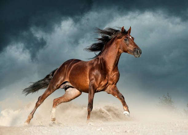 goldenen braunen andalusier läuft frei in der wüste - horse brown animal farm stock-fotos und bilder