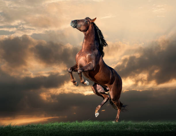 istock arab horse mare with foal out at grass with palms background behind 881496096