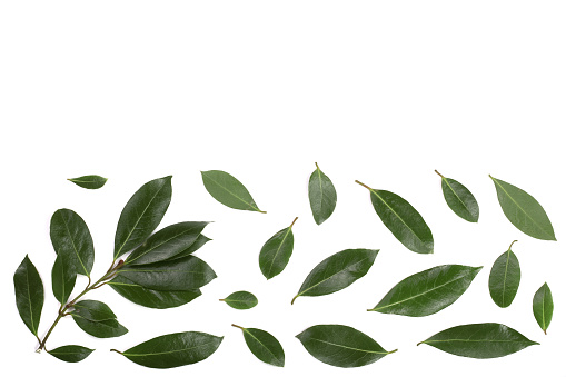 laurel isolated on white background with copy space for your text. Fresh bay leaves. Top view. Flat lay pattern.