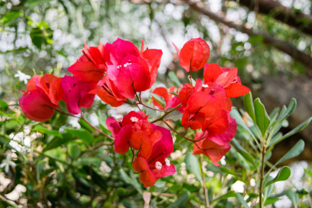 istock Bougainvillea Spanish pink flower, Spain 881501018