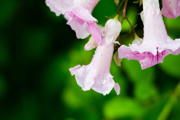 розовая труба вайн, подранеа ricasoliana, цветок, испания - podranea ricasoliana фотографии стоковые фото и изображения