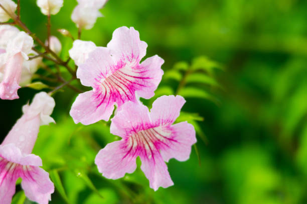 розовая труба вайн, подранеа ricasoliana, цветок, испания - podranea ricasoliana фотографии стоковые фото и изображения