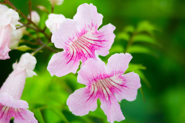 розовая труба вайн, п одранеа ricasoliana, цветок, испания - podranea ricasoliana фотографии стоковые фото и изображения