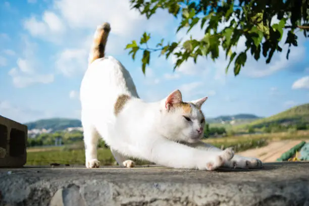 Photo of Yoga cat stretches herself elevating back, good morning