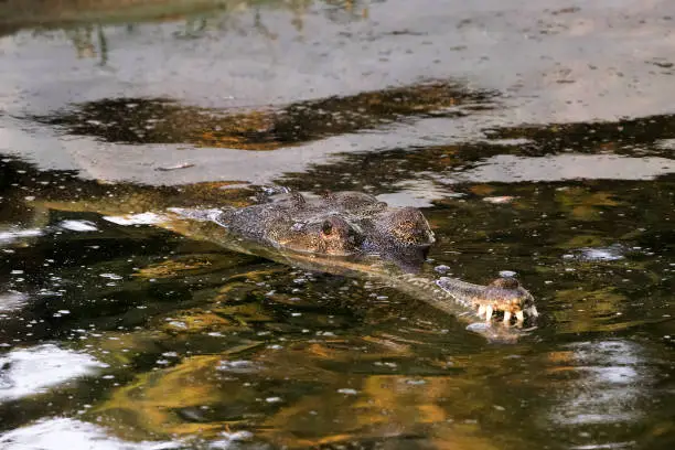 Photo of Indian Gharial crocodile